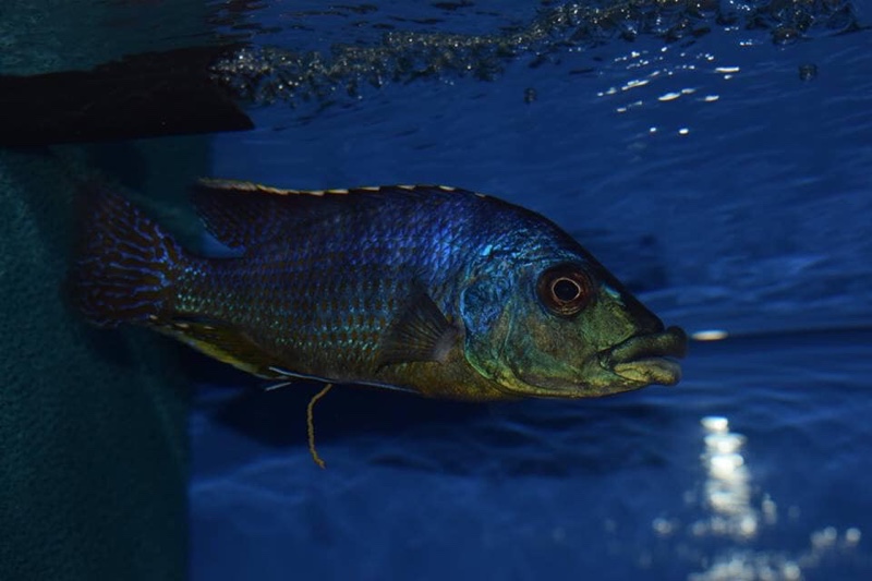 Protomelas ornatus 'Gome'